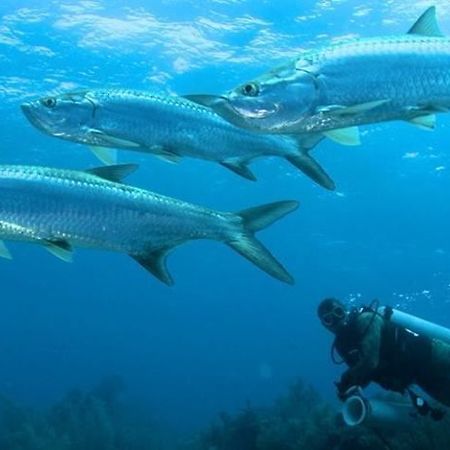 Isla Marisol Resort Екстериор снимка